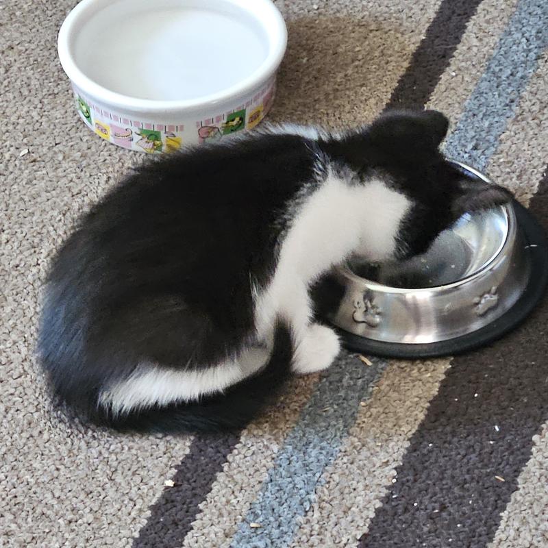 Bean the hungry kitten-September-2025