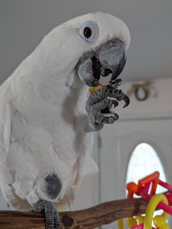 Chloe eating a pellet