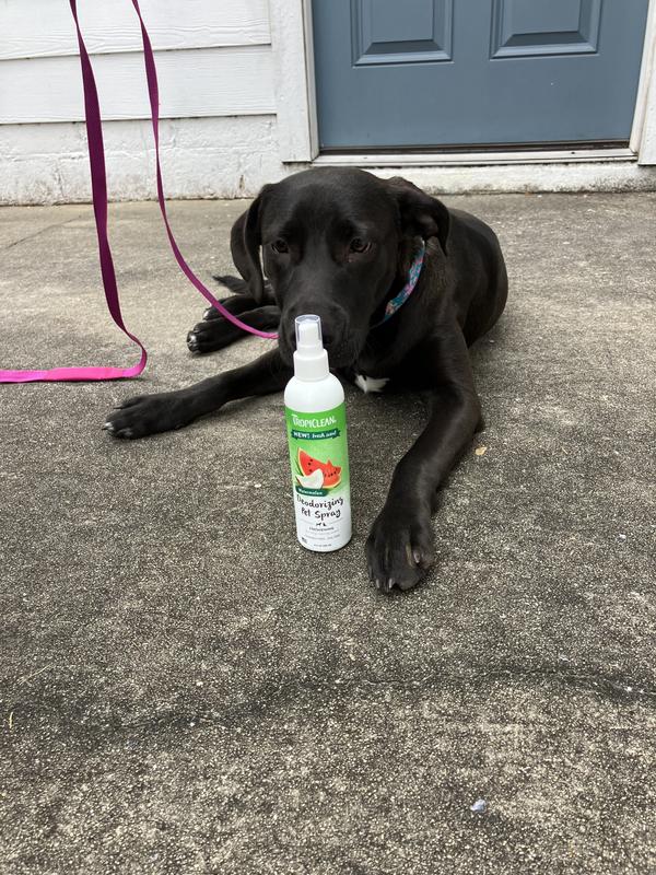 Nala investigating and loving her new beautification product