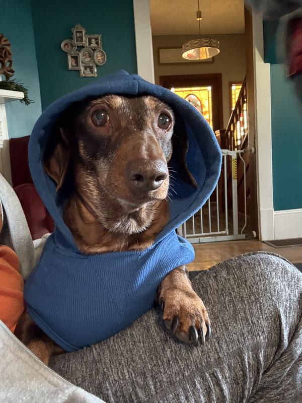 Frisco Basic Dog & Cat Hoodie