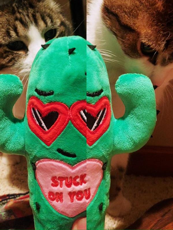 Pickles and Duderz only interaction with the pickle cactus. 😅🐾😹