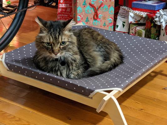 Here is the cat on the thing.