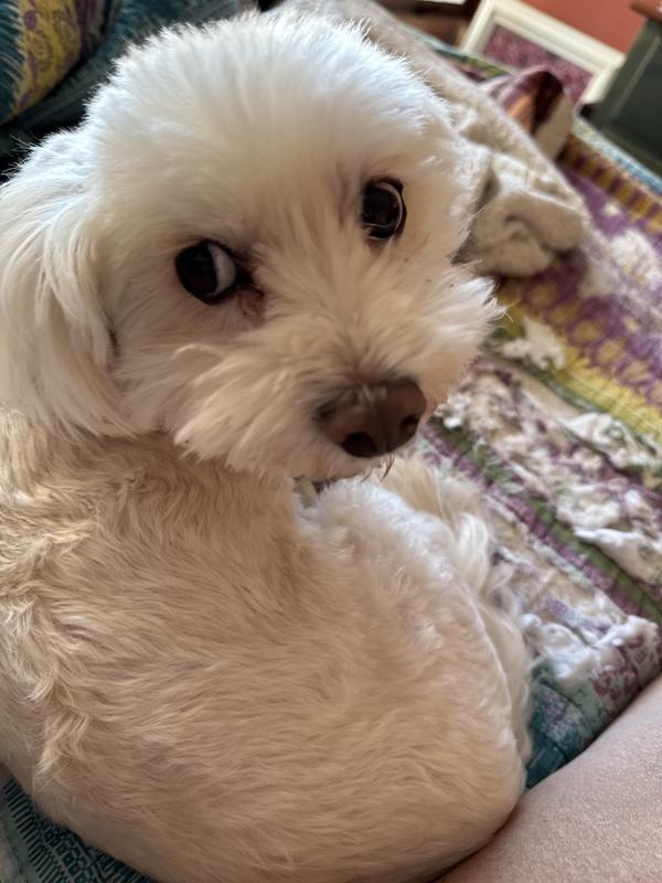 Bilbo thanks Simple Solution for Providing an easy way for him to relieve himself with dignity.