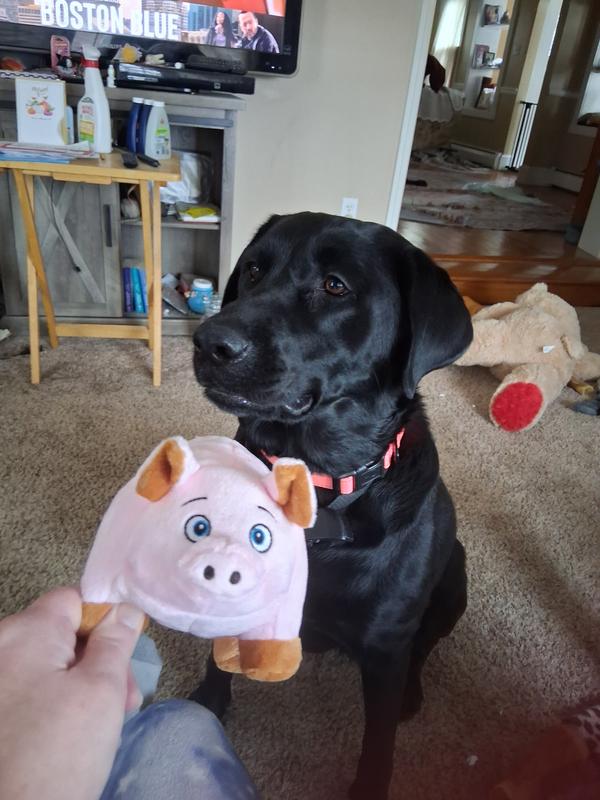 Gimme gimmie Mister Piggie