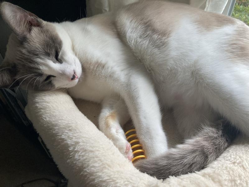 Bogey sleeping with a yellow spring cat toy.