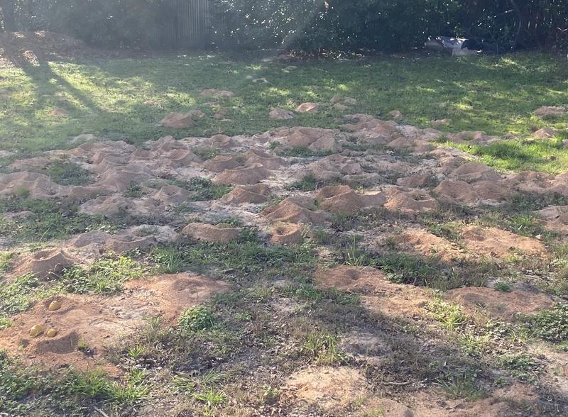 The ant hills got bigger after use.