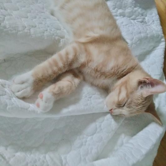 PETTSIE Cotton Breakaway Cat Collar with Friendship Bracelet, Red, 7.5