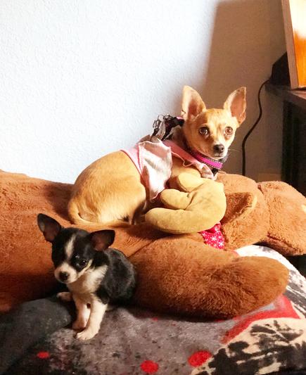 Olivia (3 Y/O) and Bella blue (3 months)