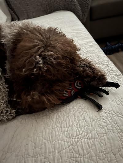Tarantula Meets Lagotto