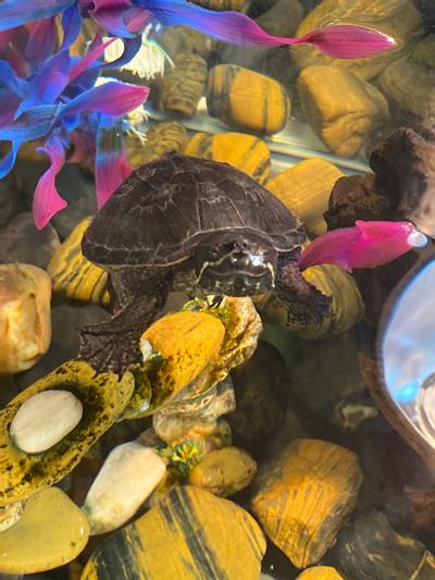 tobias my musk turtle