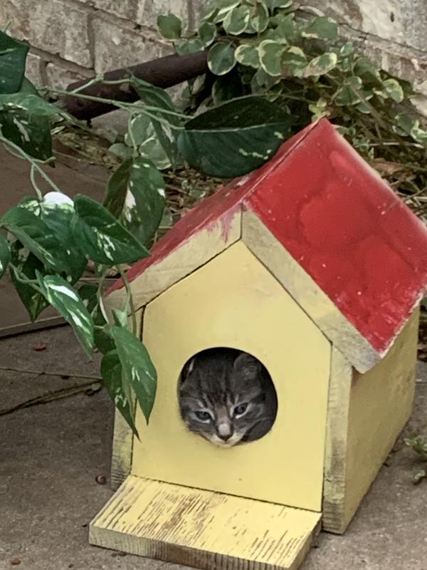 Tweety Bird love L-lysine Maple flavor.