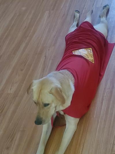 Vestito Carnevale Per Cani Rubies DC Comics Classic Superman Pet