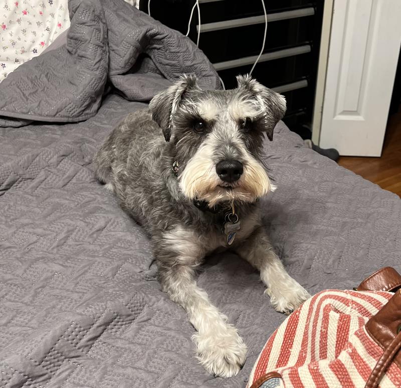 Boxer Kidney Bean Dance Clearance