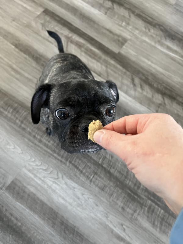 Mochi LOVES Orijen epic bites!