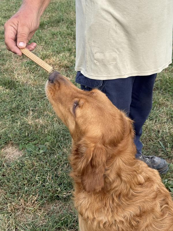 Maggie getting a dental chew