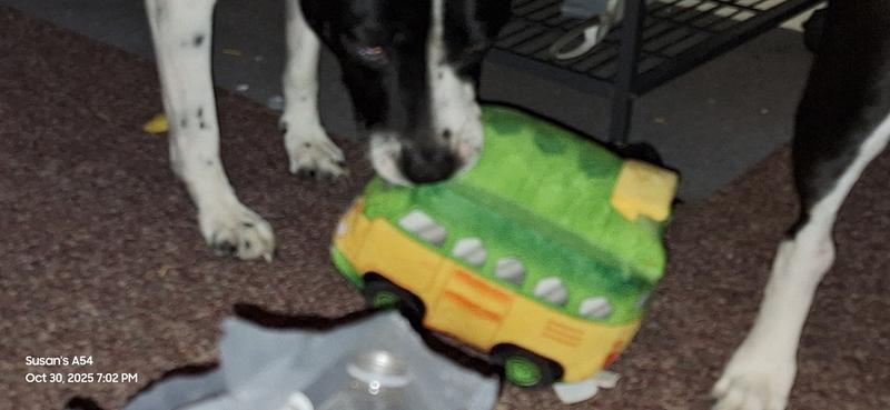 Suzie playing with her new toy from CHEWY