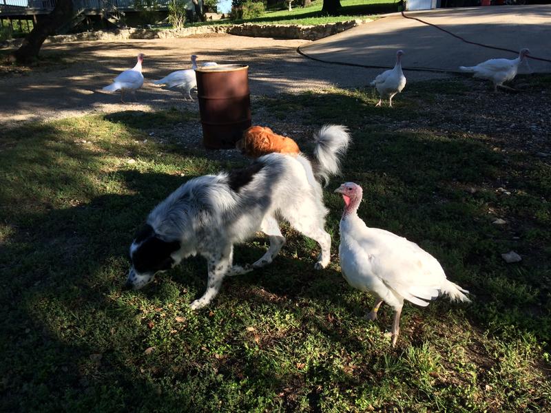 Good with other animals.
