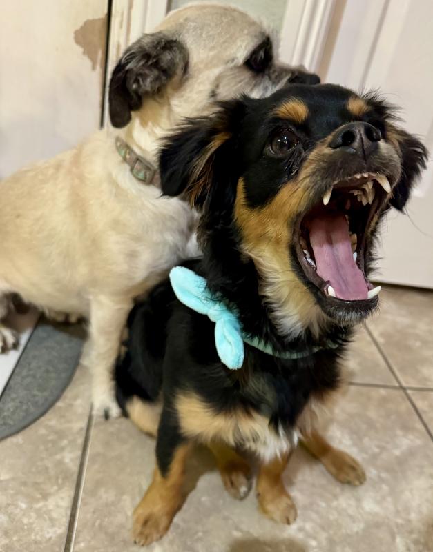 Size small collar on a 15lb dog