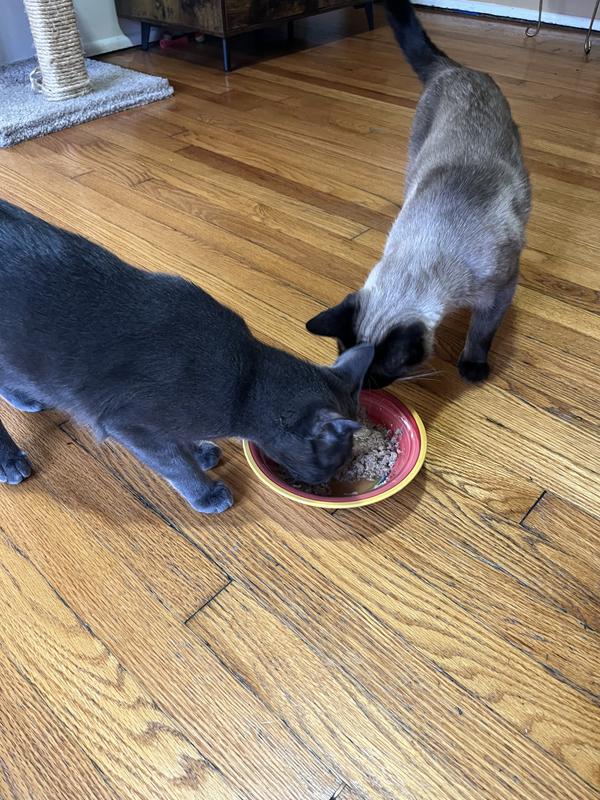 Big sister Nova trying to steal Gus’s food