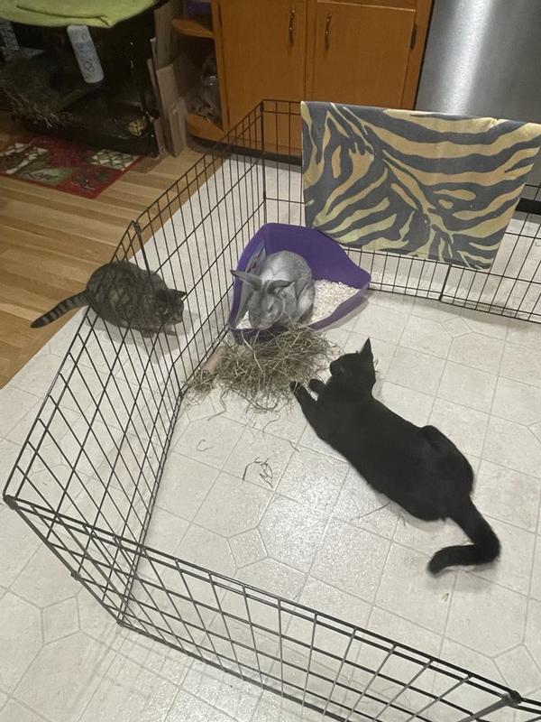 Remy in his litter box. The cats, Salem and Spice, hanging out with him. 💕