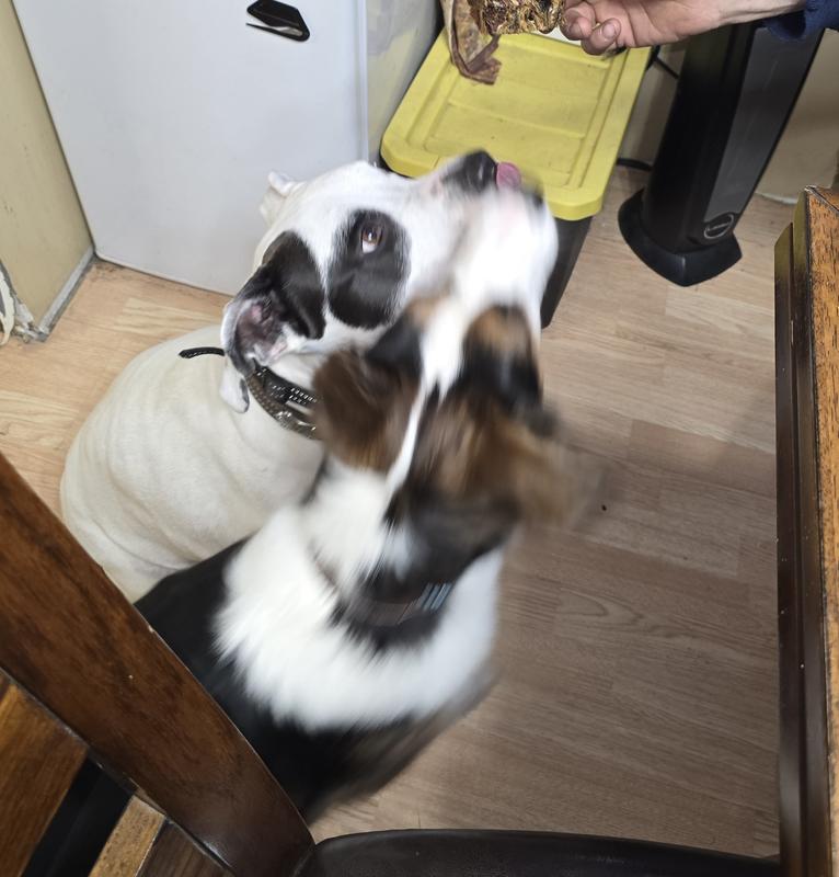 Angel and Xena waiting for the treats