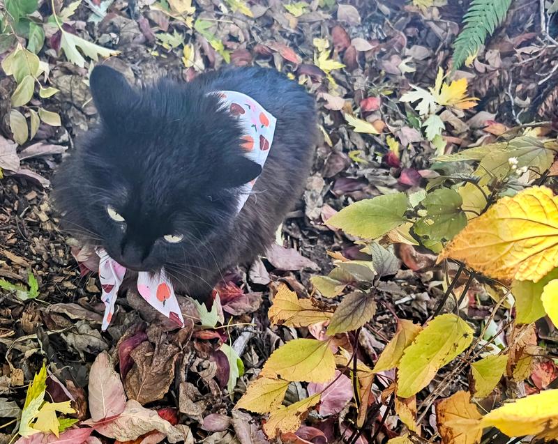Woodland apple kerchief Funtime picnic in the fall! 🍎