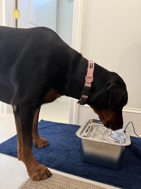 Nina drinking out of her new fountain