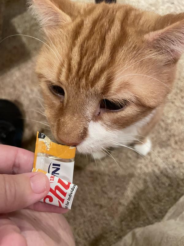 Nacho enjoying his Churu!