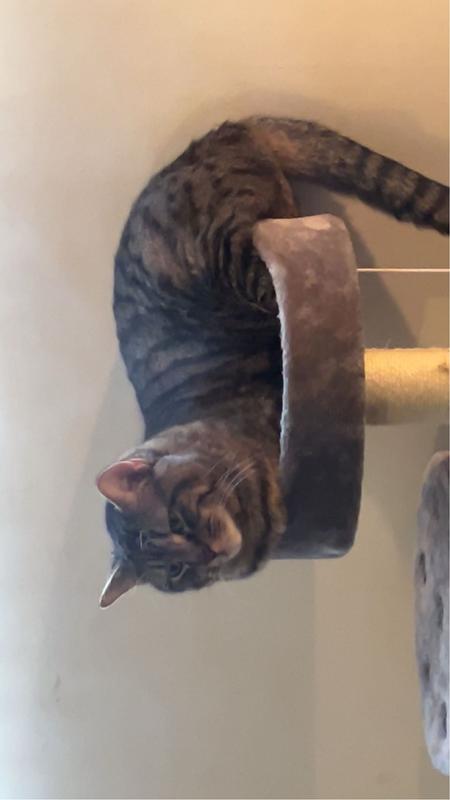 He’s just a bit too big for it! But he doesn’t seem to care!