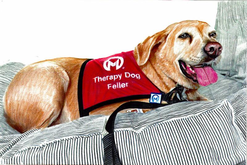 Therapy Dog Feller loves his patients, families and staff at Moffitt Cancer Center International Plaza, Tampa, Florida