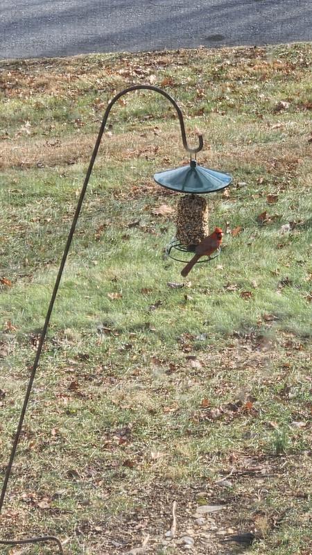Chickadees, wrens, and woodpeckers are the most frequent fliers in my yard, but occasionally a cardinal will stop by for a treat
