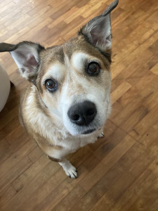 Bonnie the Wonder Dog (as some of my friends call her)