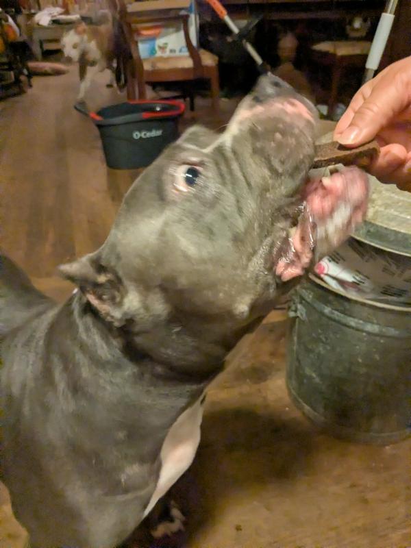 Atticus moves quickly for his Tenders treat.