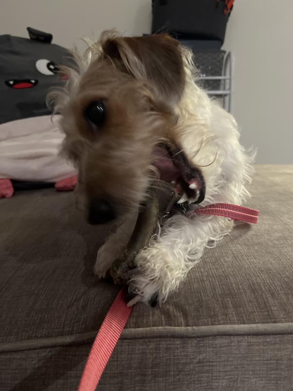 A dog chewing the benebone