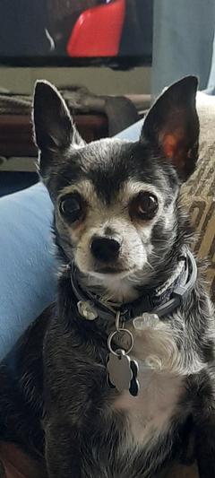 Carter - 12 years young!
