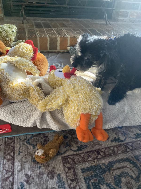 Jack catching the chicken