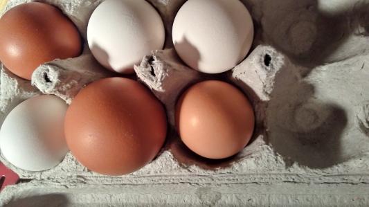 Protien makes for great eggs!