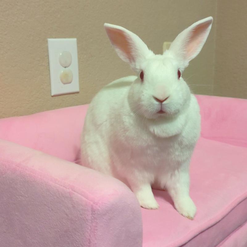 Temporarily Unavailable ENCHANTED HOME PET Surrey Cat & Dog Sofa Bed