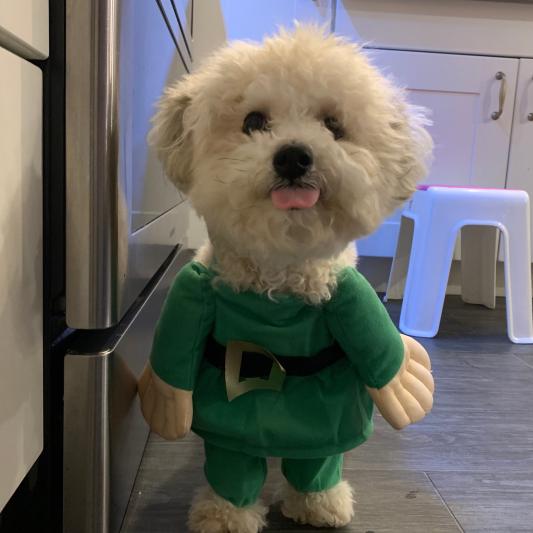 Santa's little helper top dog costume