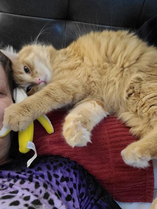 KONG Better Buzz Banana Cat Toy