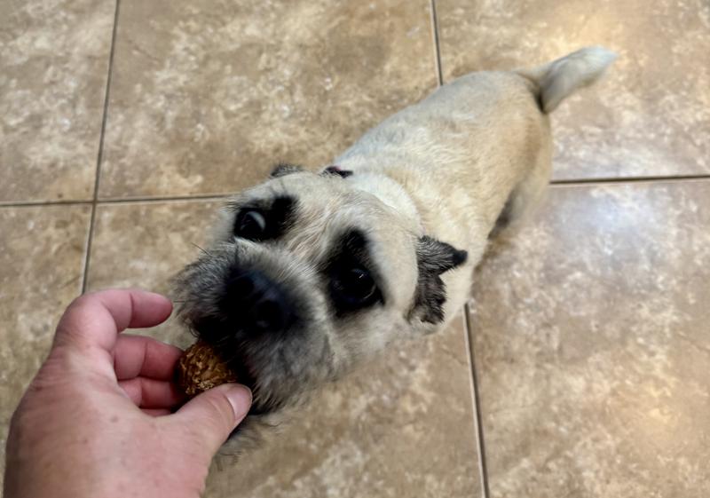 My 22lb pug mix loving these meatballs.