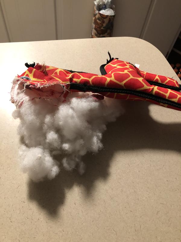 Ford loves Chewy Toys