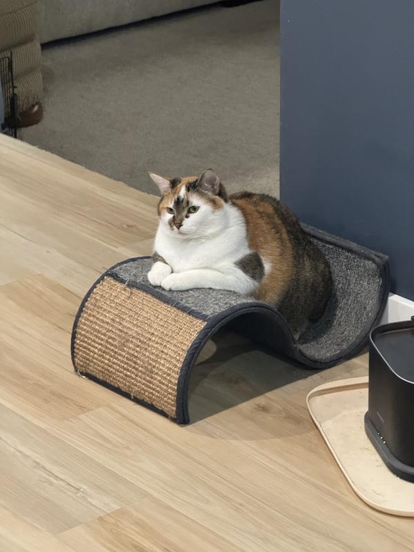SMARTYKAT Scratch Scroll Sisal & Carpet Curled Cat Scratcher with Feather  Toy, Color Varies - Chewy.com