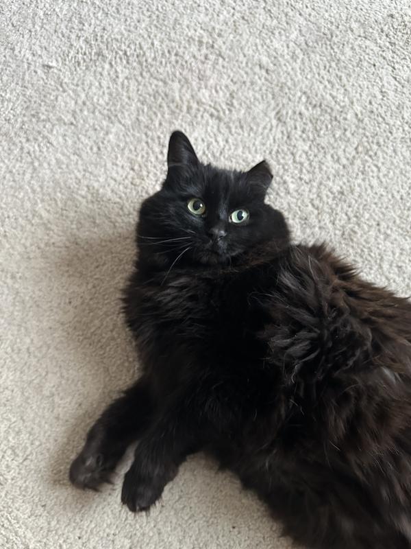 TRIBBLE,just chillin.