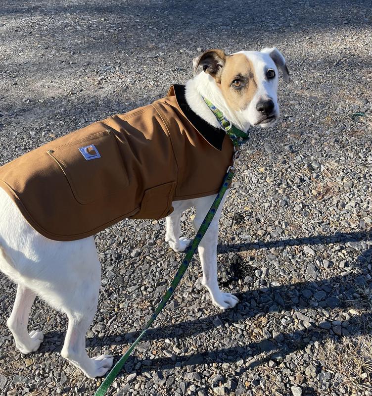 Carhartt dog hot sale jacket sizing