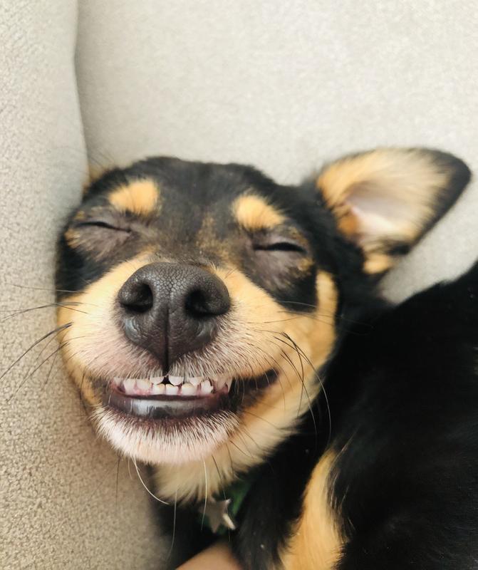 Maverick loves his chicken & pumpkin recipe from Health Extension!