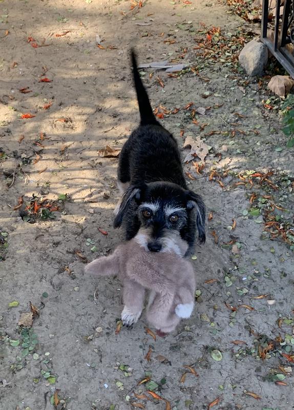 FluffBunny has to go on our walk