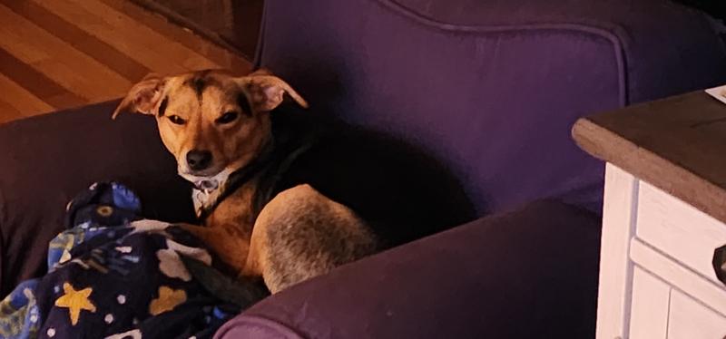 Pattycakes the Couch Lounger