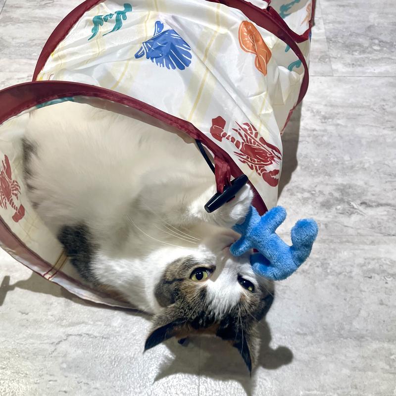 Cali playing with hanging toy.