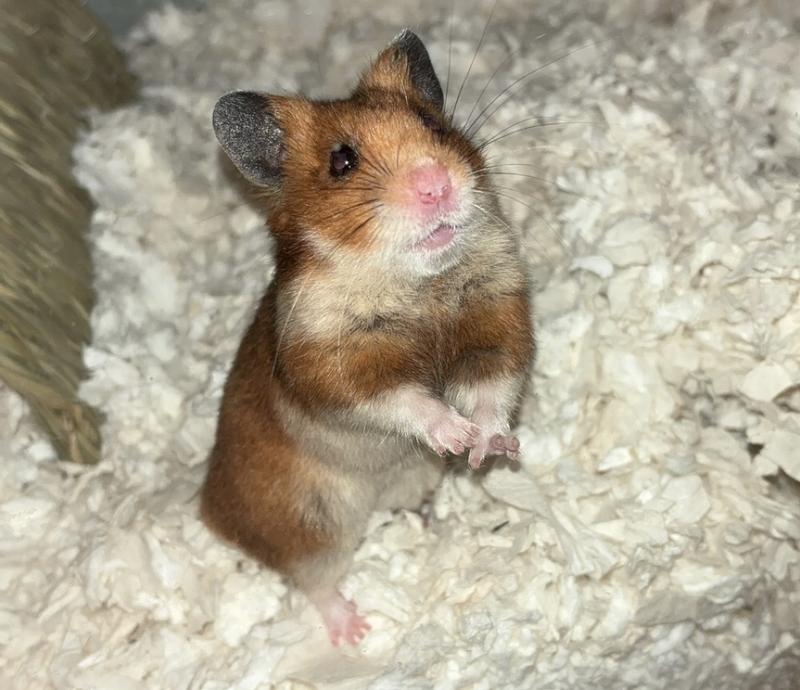 Peanut and his new bedding.